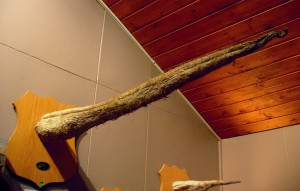 Walpenis, Isländisches Phallusmuseum, Reykjavík (© Richard Gould CC BY 2.0)